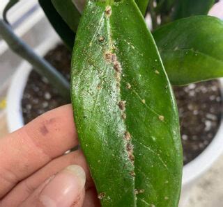 philodendron problems|The Most Common Pests and Diseases That Attack Philodendrons.